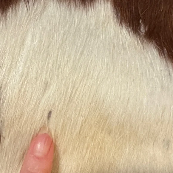 Cowhide artisan Brown and White Leather Shoulder Bag - Picture 9 of 11